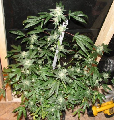ooglyGee 7wkbush.JPG