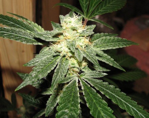 ooglygee 7wktopbudCU.JPG