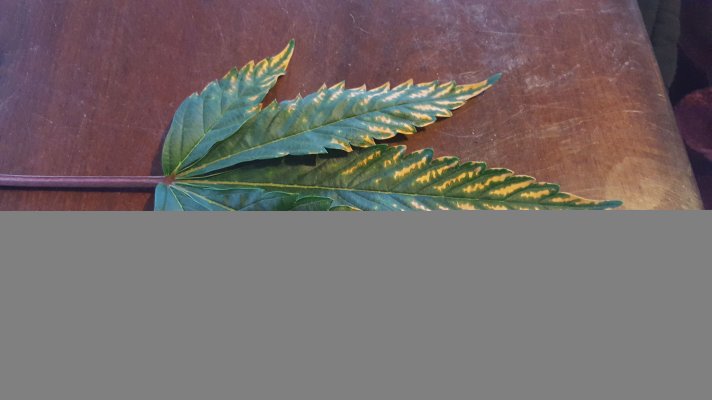 C Deficiency?