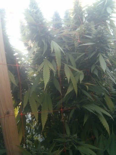 Devine Genetics Outdoors