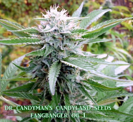 What beans are coming to Candyland?