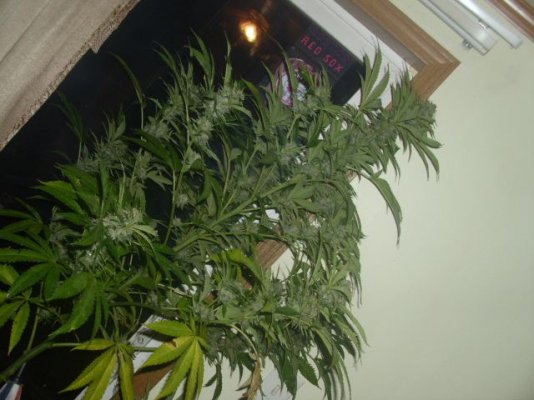 My Little Ones.. May It Be A Good Summer ... (-: And Even Better Fall