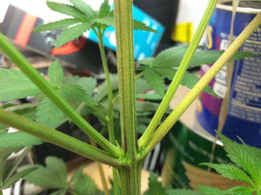 Female Or Male? Please Help