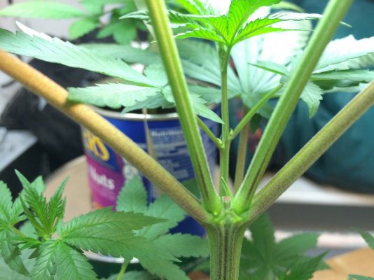 Female Or Male? Please Help