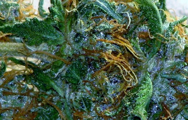 Breeding With Auto Flowering Strains