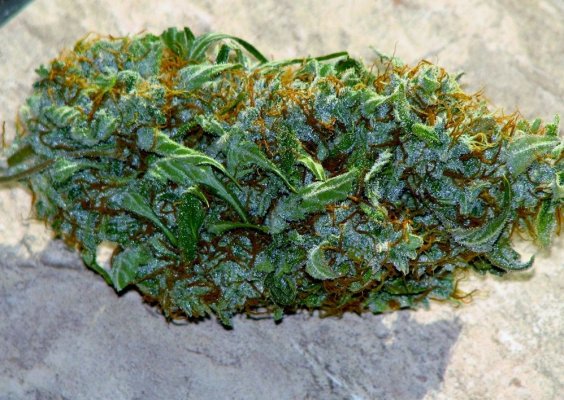 Breeding With Auto Flowering Strains