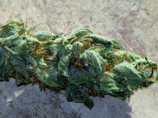 Breeding With Auto Flowering Strains