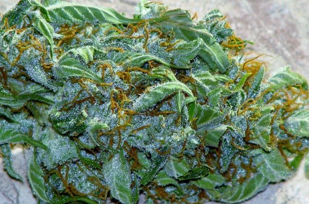Breeding With Auto Flowering Strains