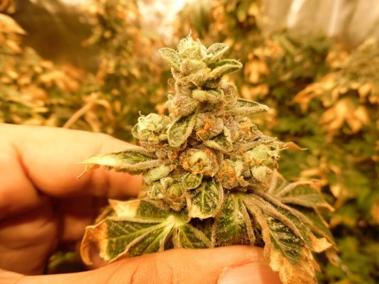 Realstyles 2nd White Power Led Grow