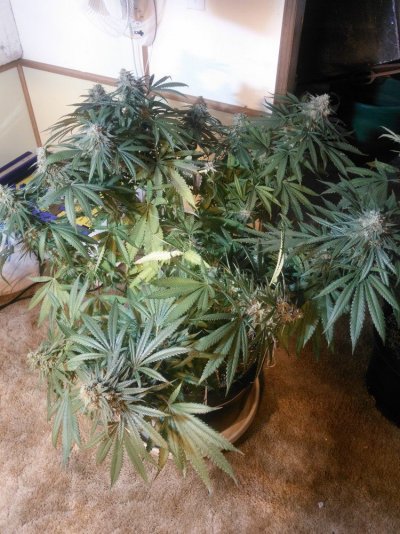 My First Growlog Here-- Kimbo Kush