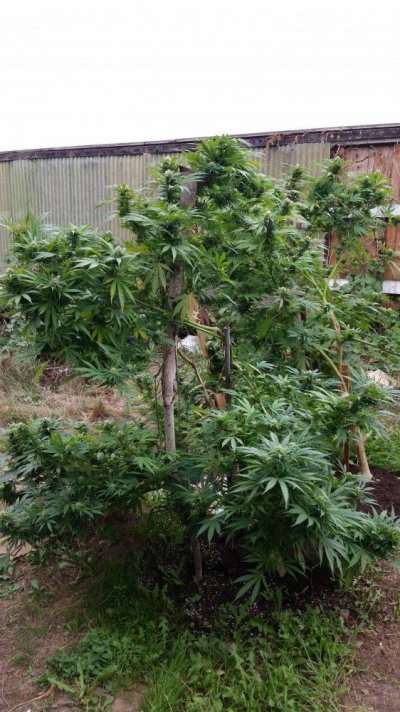 first-grow-6.jpg