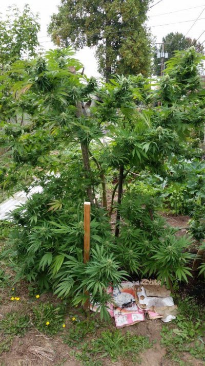 first-grow-8.jpg