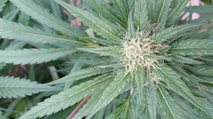 first-grow-12.jpg