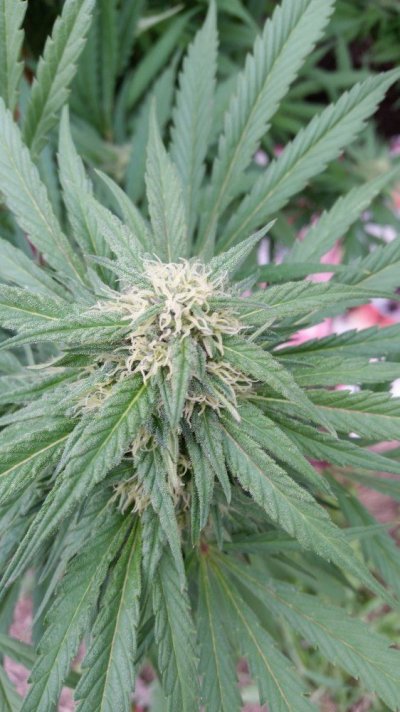 first-grow-13.jpg