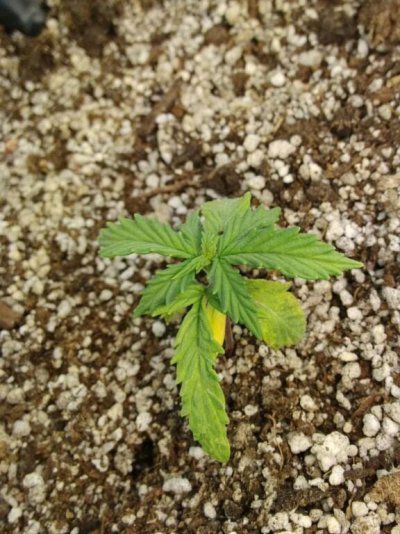 Second Grow: White Widow & Northern Lights, Auto,  Cfl