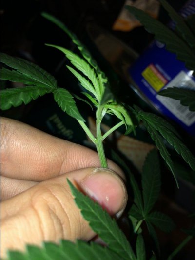 Sexing This Plant First Time Grower Please Help