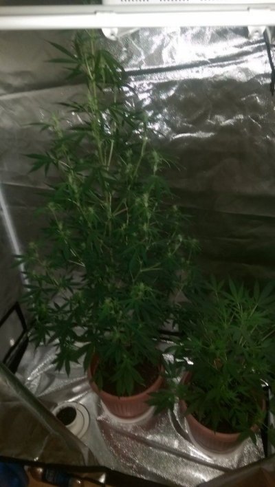 I Need Help Big Time.. I Think My Autoflower Is Screwed.