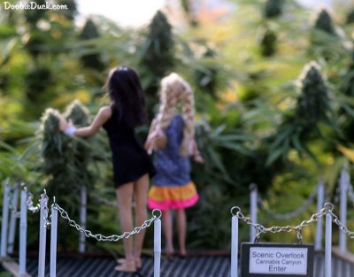Cali Colas Big as Cali redwoods