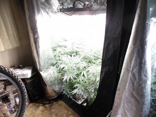 Realstyles 2nd White Power Led Grow