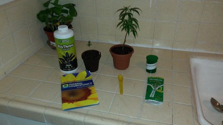 2nd Grow:general Hydroponics