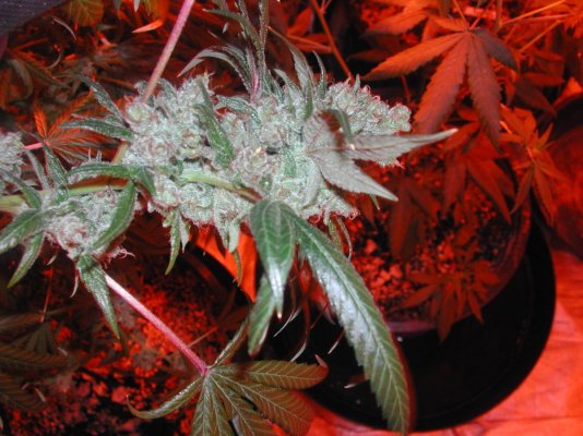 Night Owls In The Garden -a Club For Evening Gardeners