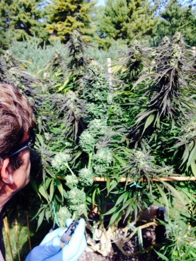 B.o.g. Sour Boggle Outdoor 2015