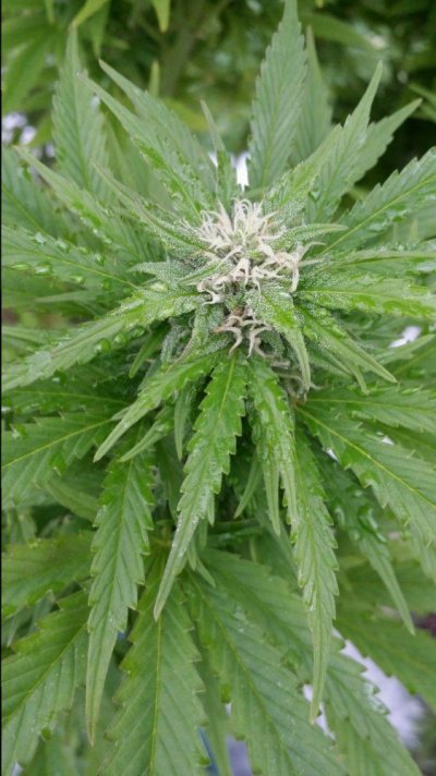 Late Stages Of Flowering.