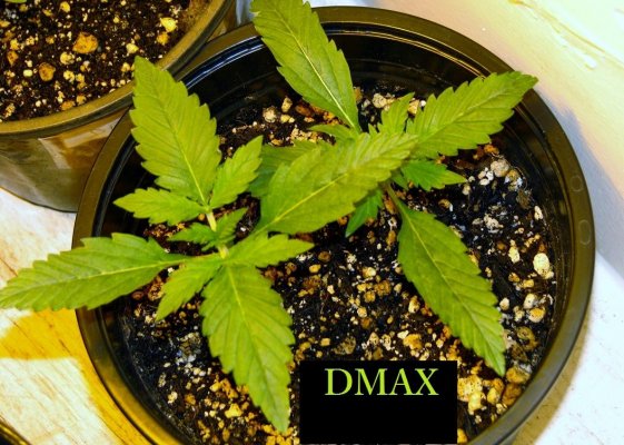 A Mix Of Auto's