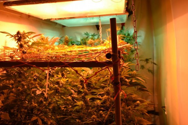 Lots Of New Strains 100% Organic.