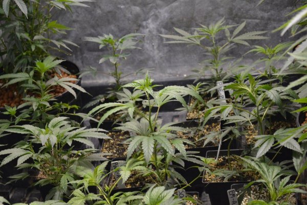 Lots Of New Strains 100% Organic.