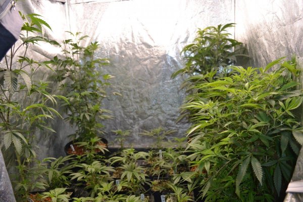 Lots Of New Strains 100% Organic.