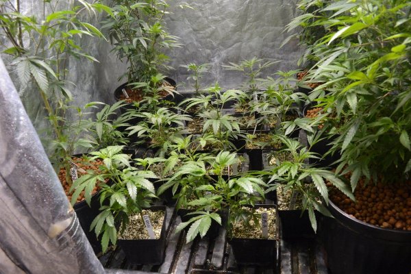 Lots Of New Strains 100% Organic.