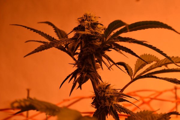 Lots Of New Strains 100% Organic.