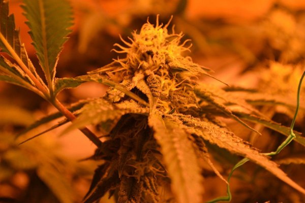 Lots Of New Strains 100% Organic.