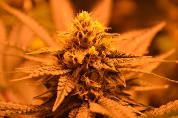 Lots Of New Strains 100% Organic.