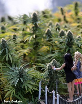 Cali Colas Big as Cali redwoods