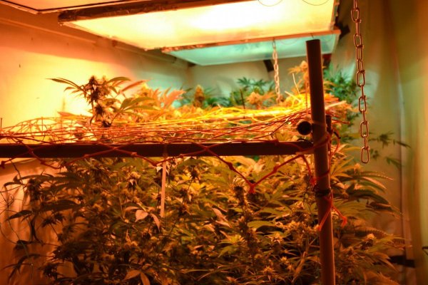 Lots Of New Strains 100% Organic.