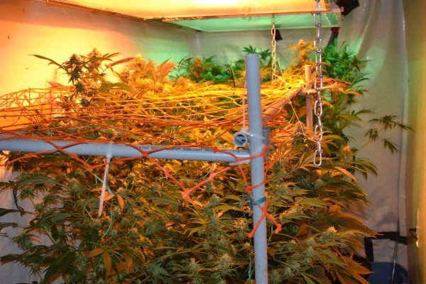 Lots Of New Strains 100% Organic.