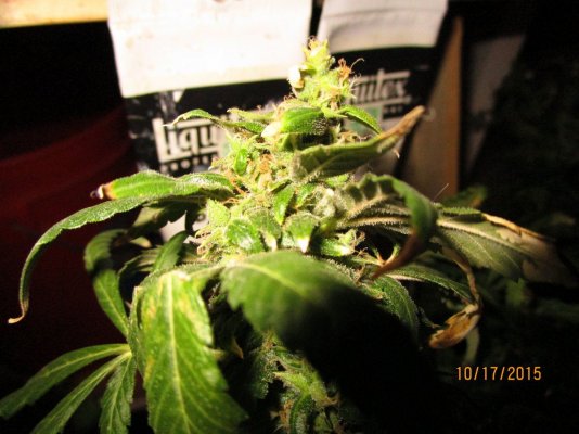 IMG 0409 IMG 0409