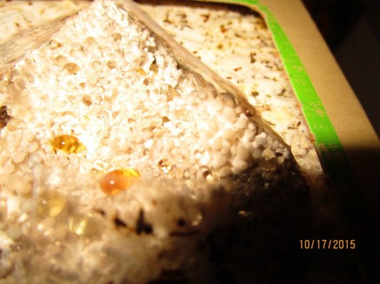 IMG 0385 IMG 0385