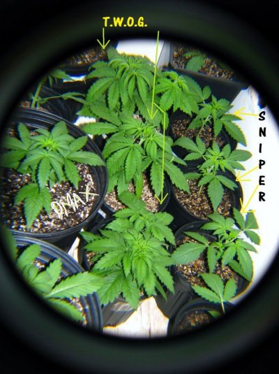 A Mix Of Auto's