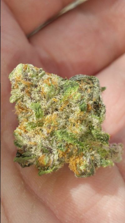Girl Scout Cookies & Friends