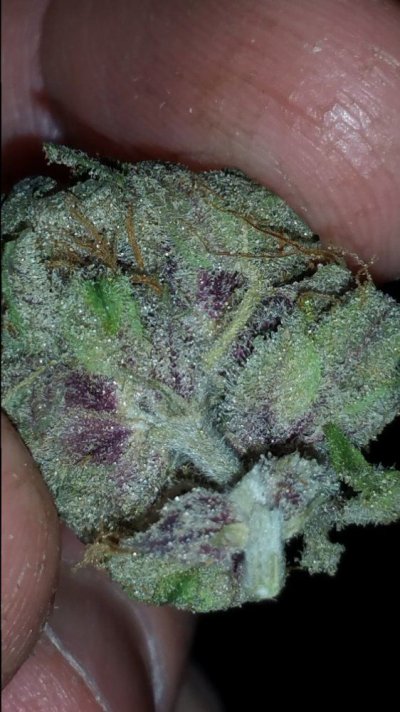 Girl Scout Cookies & Friends