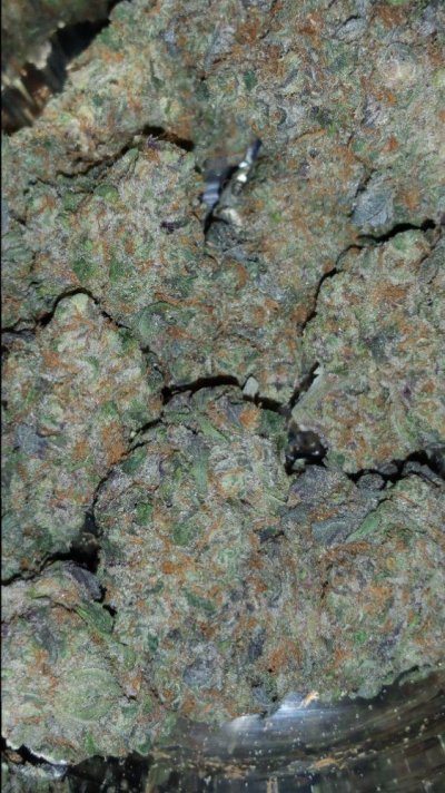 Girl Scout Cookies & Friends