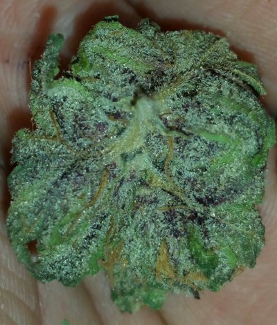 Girl Scout Cookies & Friends