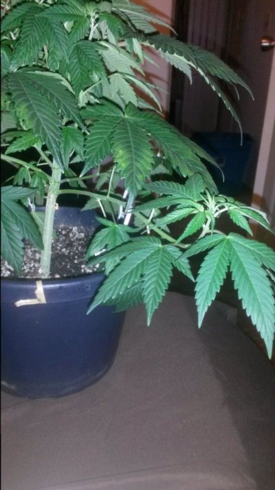 First Time Closet Grow