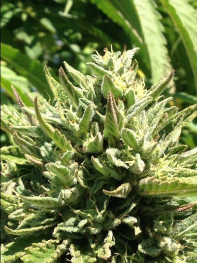 Massive Outdoor 2015 Northern Cali Grow,,,,