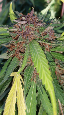 Kds Seeds Photobomb Thread
