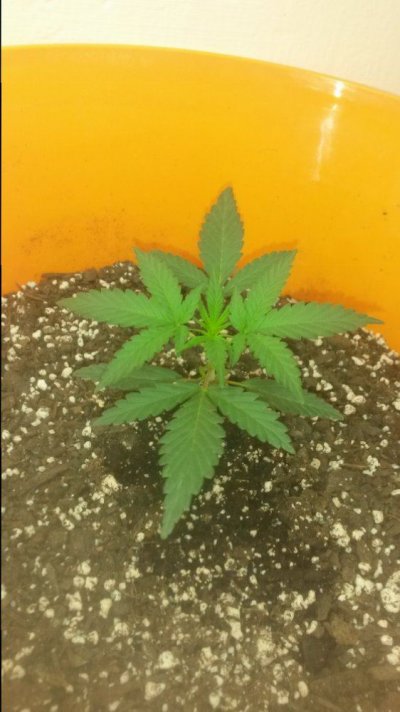 Auto Blue And Auto Pink Grapefruit