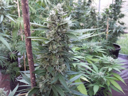 Gg#4, Killer Queen ( Lonestar's Cut ), An God's Gift An More In Paradise